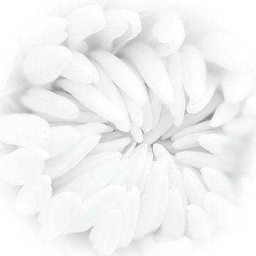 weiße Chrysantheme