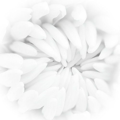 weiße Chrysantheme