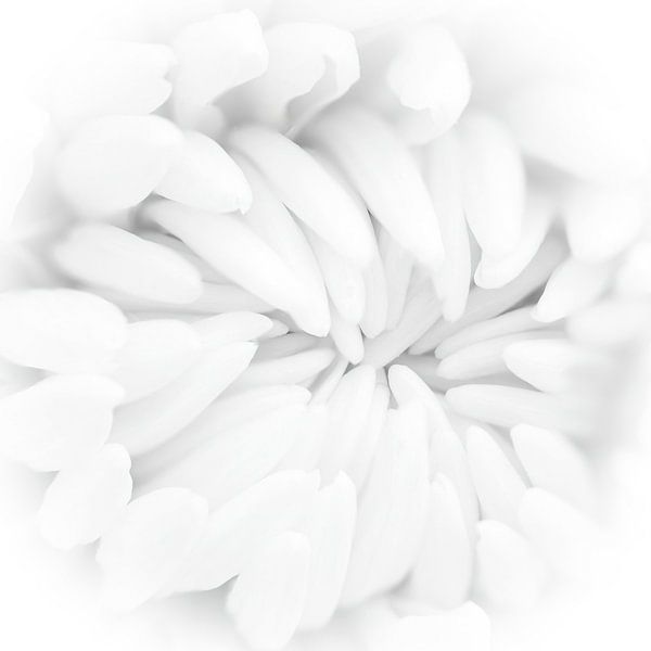 weiße Chrysantheme von Klaartje Majoor
