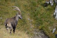 Steinbock * Capra ibex * in den Schweizer Alpen von wunderbare Erde Miniaturansicht