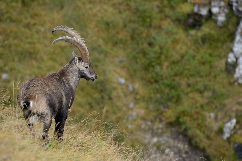 Steinbock * Capra ibex * in den Schweizer Alpen von wunderbare Erde