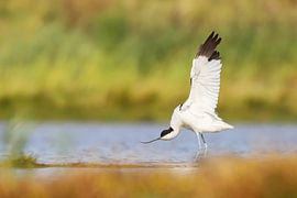 Kluut van Karin van Rooijen Fotografie