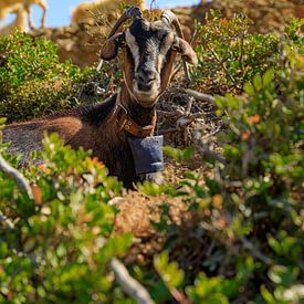 Goat in the Greek sun on Karpathos by Laura V