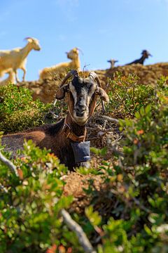 Geitje in de Griekse zon op Karpathos van Laura V