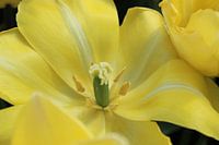 opengeslagen tulp