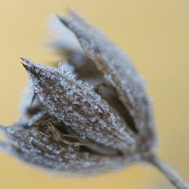 Nature in wintertime  by Sandra Keereweer