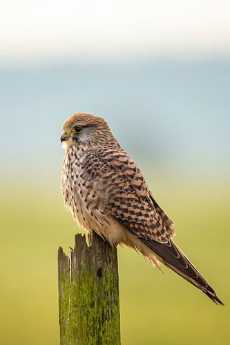 Torenvalk, Falco tinnunculus