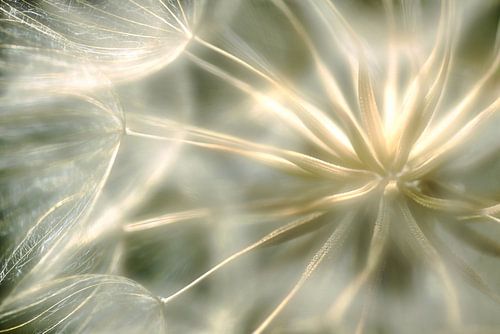 coeur de velour ... sur Anna Cseresnjes