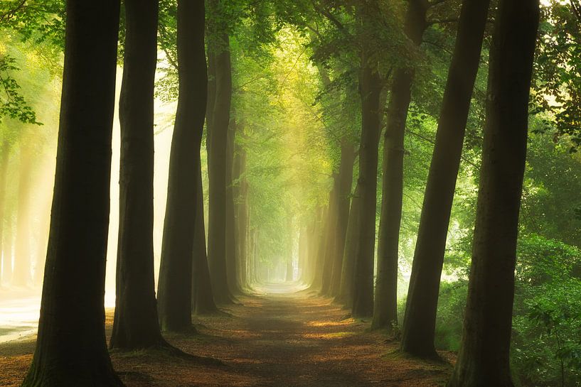 Der Weg zum Licht von Fabrizio Micciche