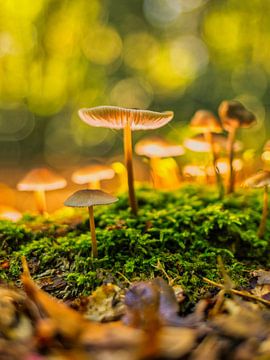 Verlichte paddestoel in het bos van FotoSynthese