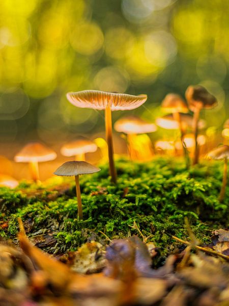 Illuminated mushroom in the forest by FotoSynthese