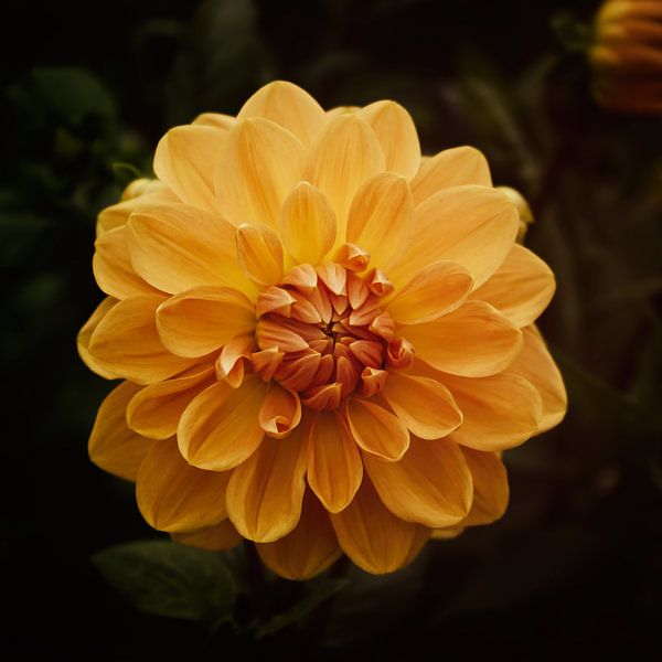 Dahlia 0range by Saskia Schotanus