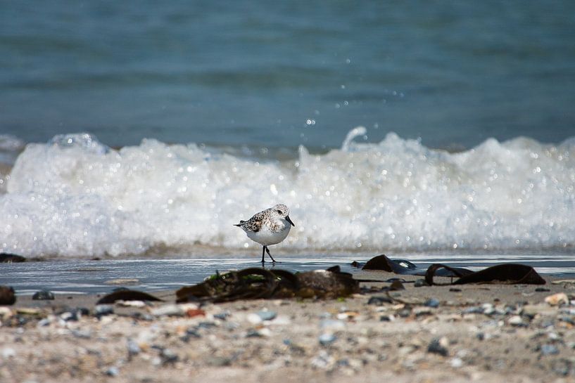Leuk strandlopertje op Helgoland  (bestel max 120) van Natuurpracht   Kees Doornenbal