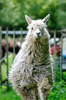 Suri Alpaca 