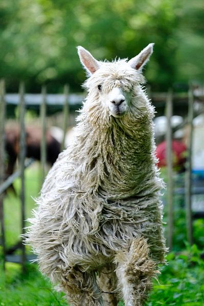 Suri Alpaca  van Michel Van Zanten