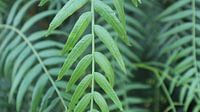 Tarzans groene draad