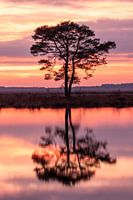 Tree on the Dwingelderveld