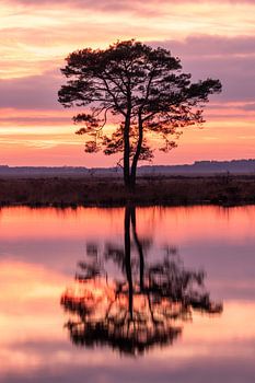 Baum auf dem Dwingelderveld