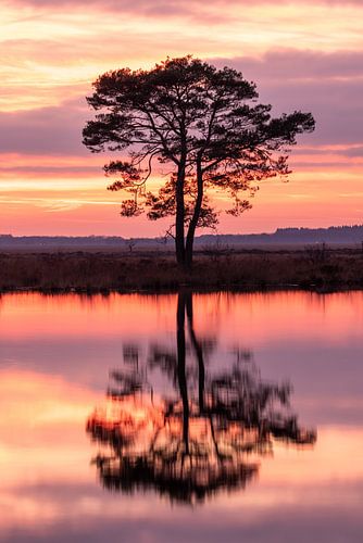Baum auf dem Dwingelderveld