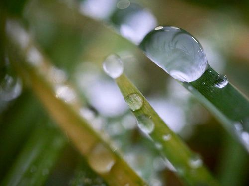 Tautropfen auf einem Grashalm