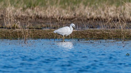 Aigrette garzette
