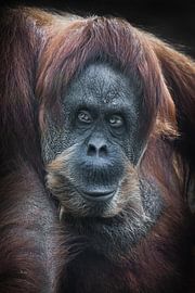 Sly orangutan red-haired orangutan displeased looking ahead powerful anthropoid full face full frame by Michael Semenov