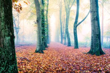 Forêt d'automne féerique sur Max ter Burg Fotografie