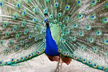 Peacock with the feathers straight up by Marit Lindberg