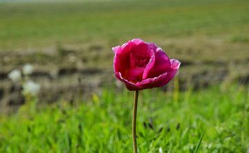 Roze tulp tussen het gras. van Corine Dekker