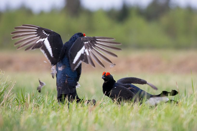 Qui va gagner ? par Jan-Willem Mantel