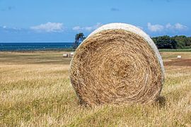 Bottes de paille sur une prairie au bord de la mer Baltique