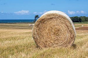 Strohballen auf einer Wiese an der Ostsee