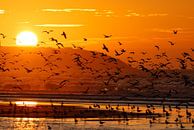 Vogels bij zonsondergang van Hetwie van der Putten thumbnail
