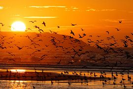 Birds at sunset by Hetwie van der Putten