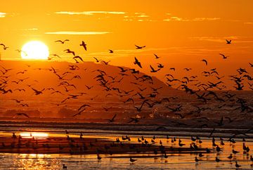 Vögel bei Sonnenuntergang von Hetwie van der Putten