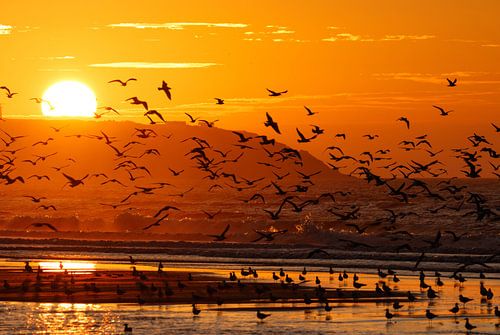 Vogels bij zonsondergang