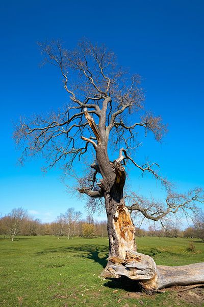 Arbre géant dans le parc Herrenkrug près de Magdebourg par Heiko Kueverling