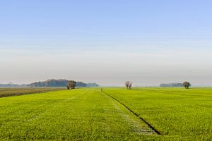 Prairie avec fossé et saules pollinisateurs