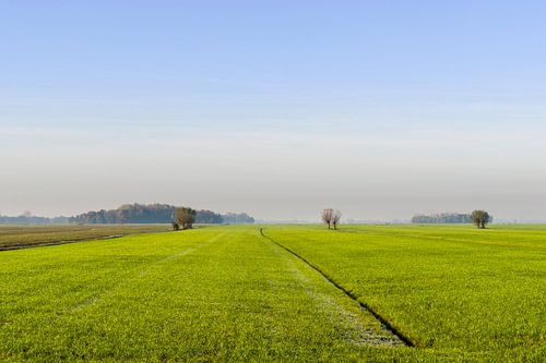 Weiland met Sloot en Knotwilgen
