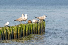 Möwen von Johann Pavelka