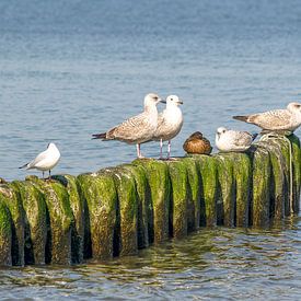 Möwen von Johann Pavelka