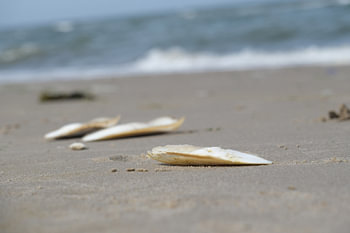 shells on the beach