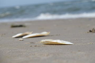 Muscheln am Strand von Spijks PhotoGraphics