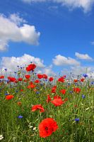 Mohn