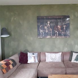 Customer photo: Dutch cows in an old barn by Inge Jansen, on canvas