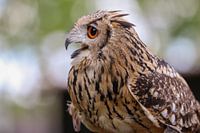 Bengal Eagle owl