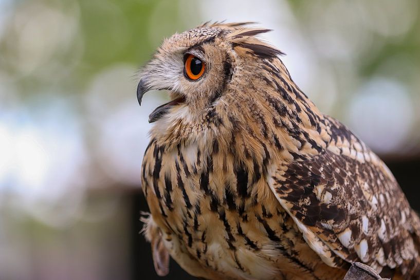 Chouette aigle du Bengale par Anjella Buckens