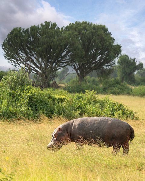 Hippopotamus (Hippopotamus amphibius) by Alexander Ludwig