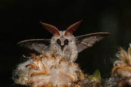 Meriansborstel, nachtvlinder