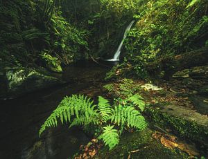 Cascade des Asturies dans la forêt Cascada Gorgollon
